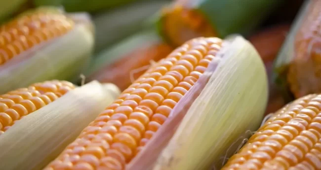 El-CNA-pide-resolver-el-panel-de-maiz-transgenico-con-EEUU-con-base-en-ciencia-1210×642