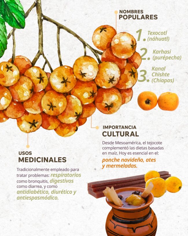 INFOGRAFIA TEJOCOTE-02