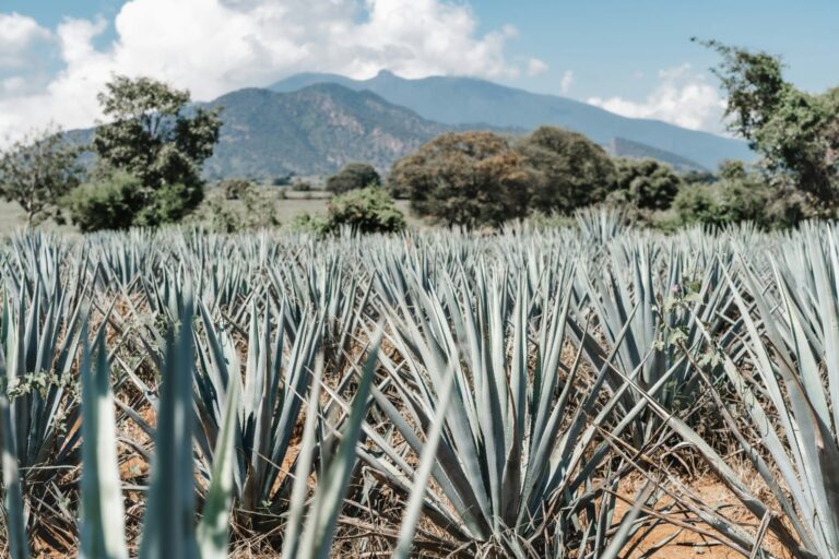 Tequila-Jalisco-Dylan-Freedom-1536×1024