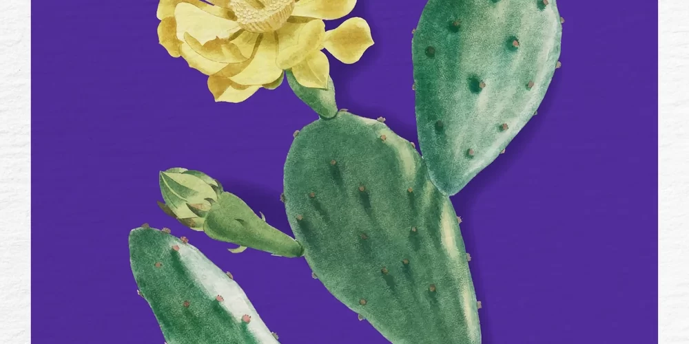 Infografía informativa sobre la historia, variedades y beneficios medicinales del nopal en México.