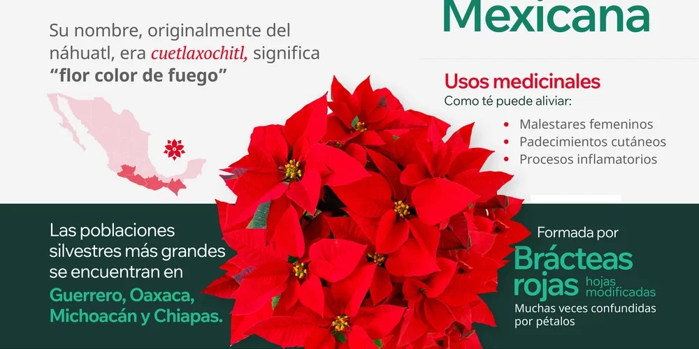 Infografía sobre la flor de Nochebuena, su origen, historia y significado en México