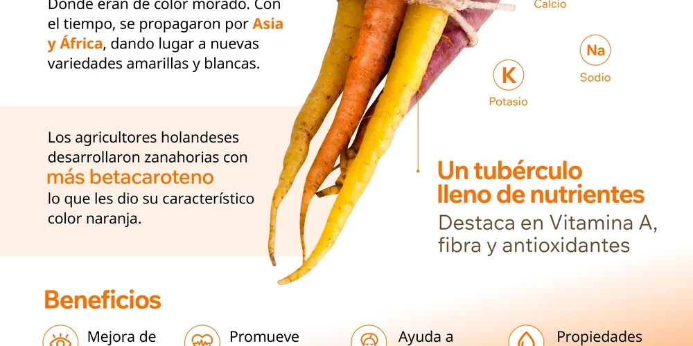Infografía sobre los tipos de zanahoria, sus diferentes colores, variedades y características