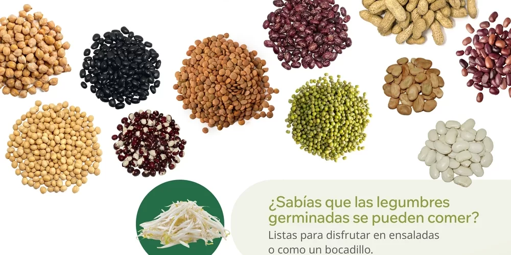 Infografía sobre qué son las legumbres, sus principales tipos, características y beneficios