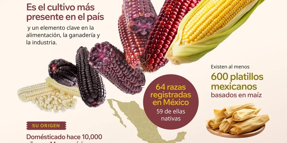 Infografía sobre el maíz mexicano, su origen, diversidad, razas e importancia en la alimentación de México