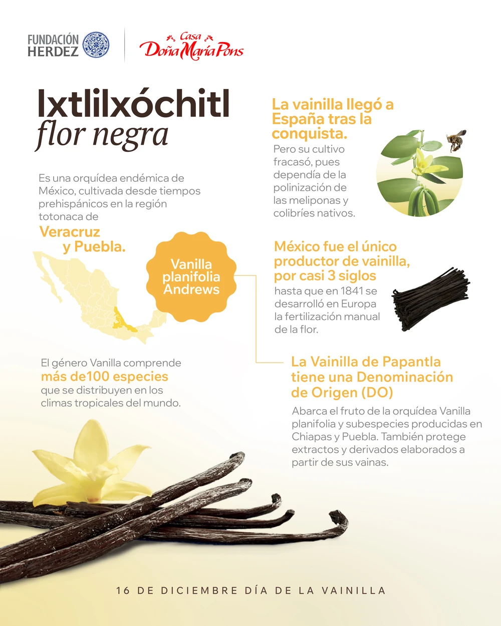 Infografía sobre la vainilla de Papantla, su cultivo, polinización y Denominación de Origen en México