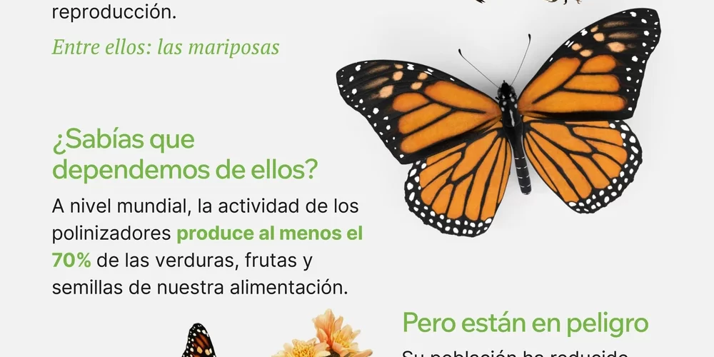 Infografías sobre mariposas polinizadoras y plantas recomendadas para crear un jardín para polinizadores