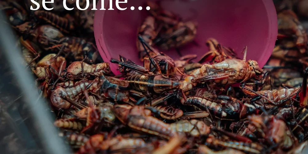 Infografías sobre insectos comestibles en México, entomofagia, escamoles, chapulines y gusanos de maguey