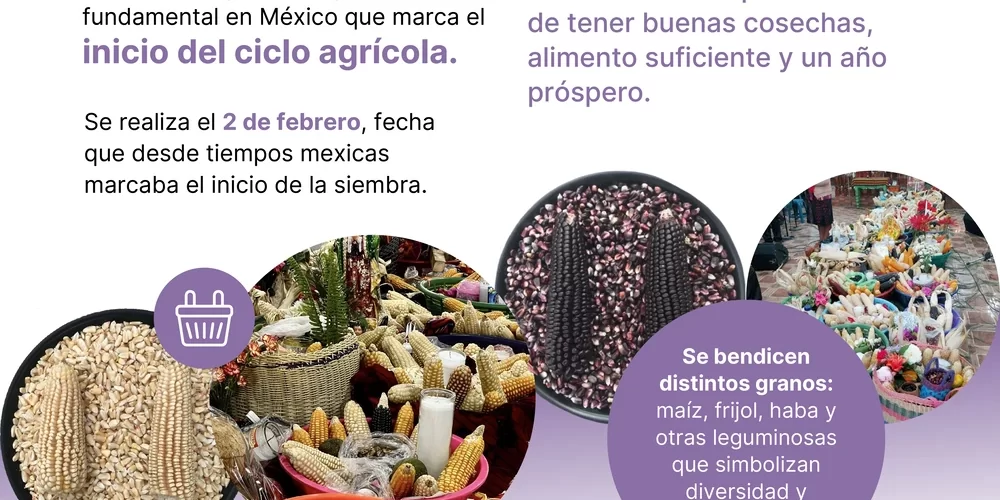 Infografía sobre la bendición de las semillas en el Día de la Candelaria y su significado agrícola en México