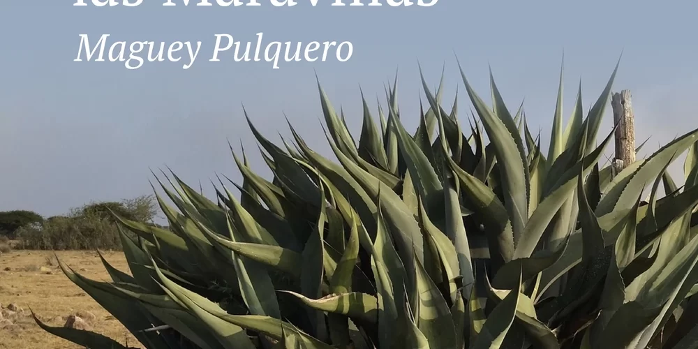 Infografías sobre el maguey pulquero, sus características, especies, usos y relación con la biodiversidad de México